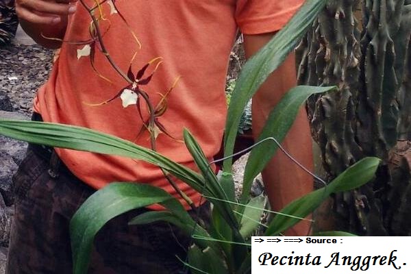  Anggrek  Oncidium  cara menanam anggrek 
