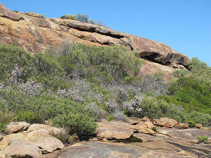 Esperance Wildflowers: Leptospermum sericeum - Silver Tea Tree