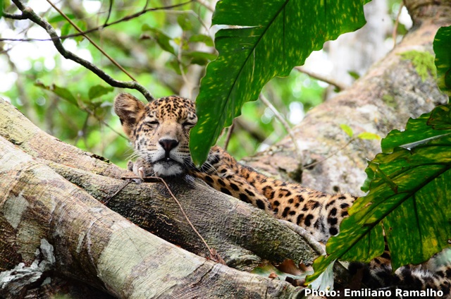 Onça pintada na Amazônia