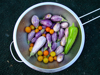 Bucolic Bushwick Rooftop Vegetable Garden Harvest