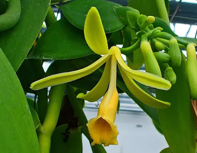vanilya-bitkisi-nerede-yetişir