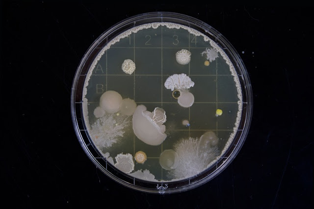 bakteri resisten, bacteria
