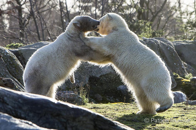 Polar bears