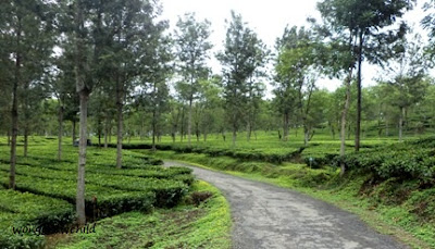 Lokasi Agrowisata Kebun Teh Wonosari berada di Kecamatan Lawang Agrowisata Kebun Teh Wonosari Lawang Malang