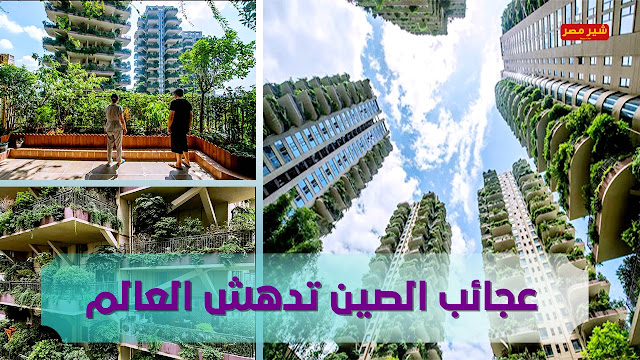 مدينة الاشجار فى الصين