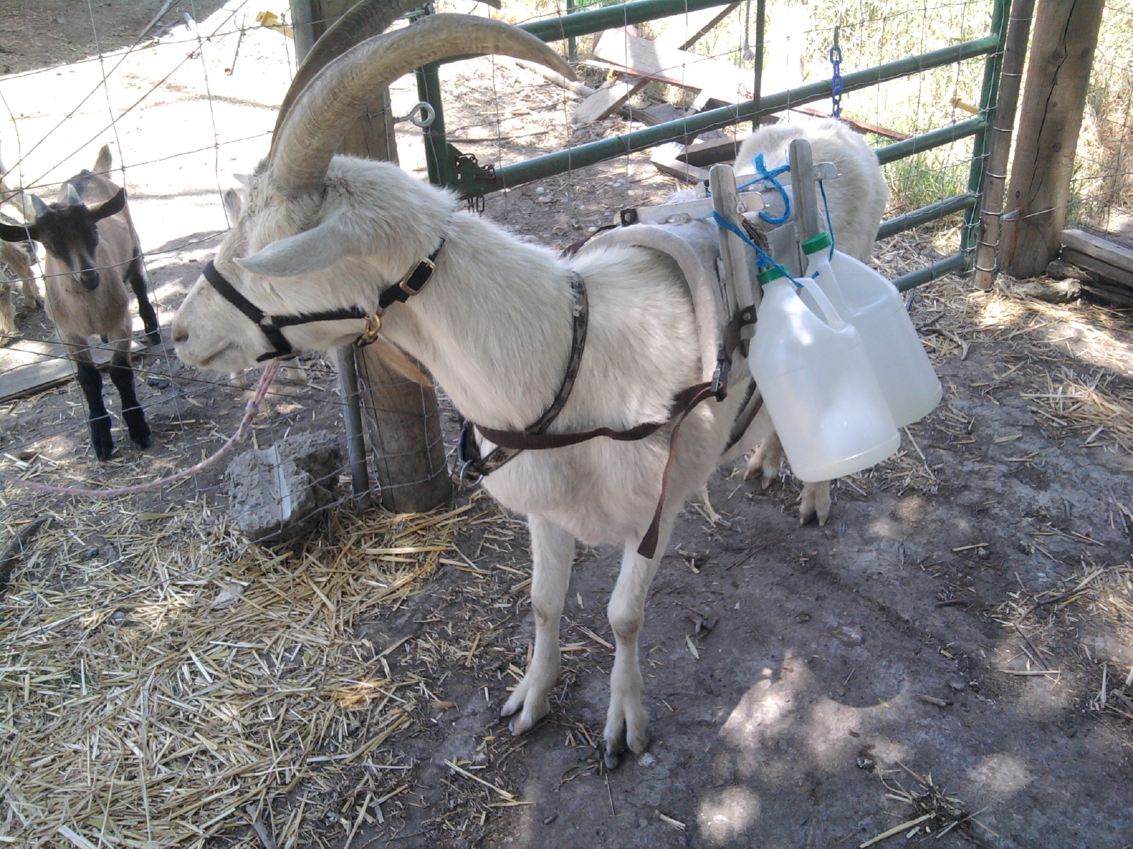 Sierra Pack Goats Blog Weight Training