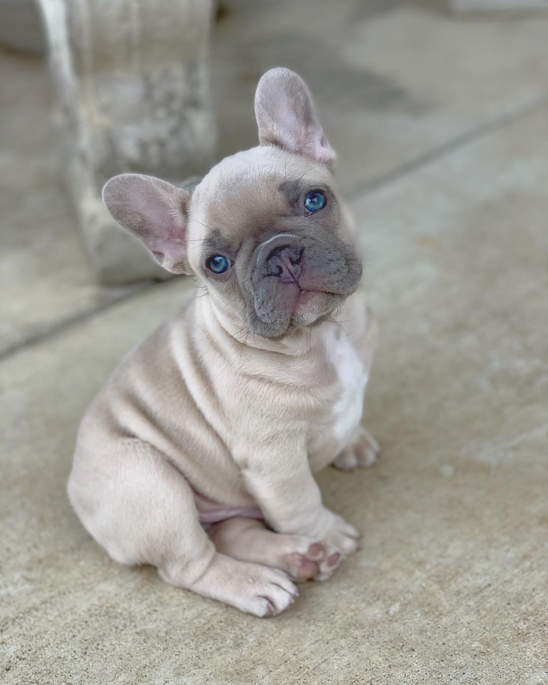 AVAILABLE PUPPIES Amazing French Bulldogs AKC French