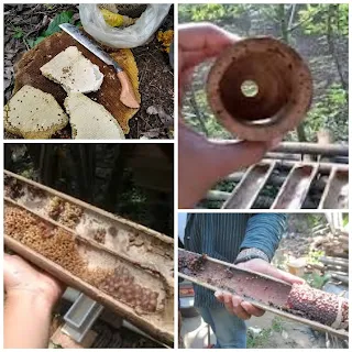 Sarang lebah dari bambu