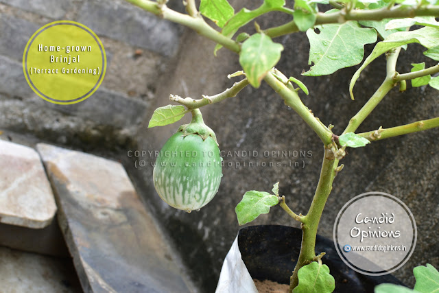 Pesticides-free Home-grown Brinjal (Terrace Gardening)