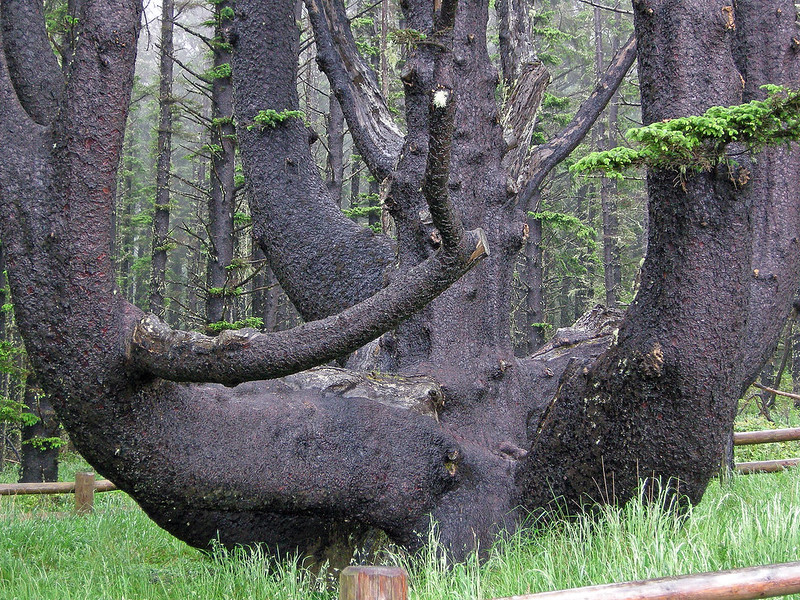 spruce tree oregon