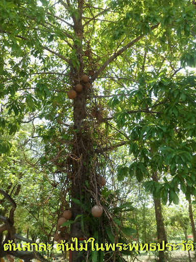 ต้นสาละ ต้นไม้ในพระพุทธศาสนา