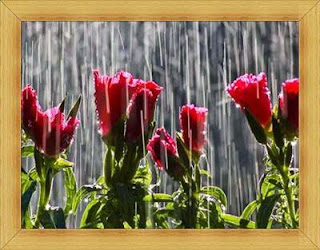 Apabila Bunga Disirami Hujan