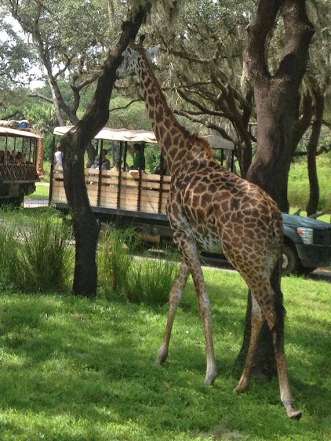Kilimanjaro Safaris Animal Kingdom Orlando Floride