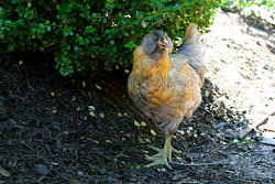 chicken smell nice coop chickens cool