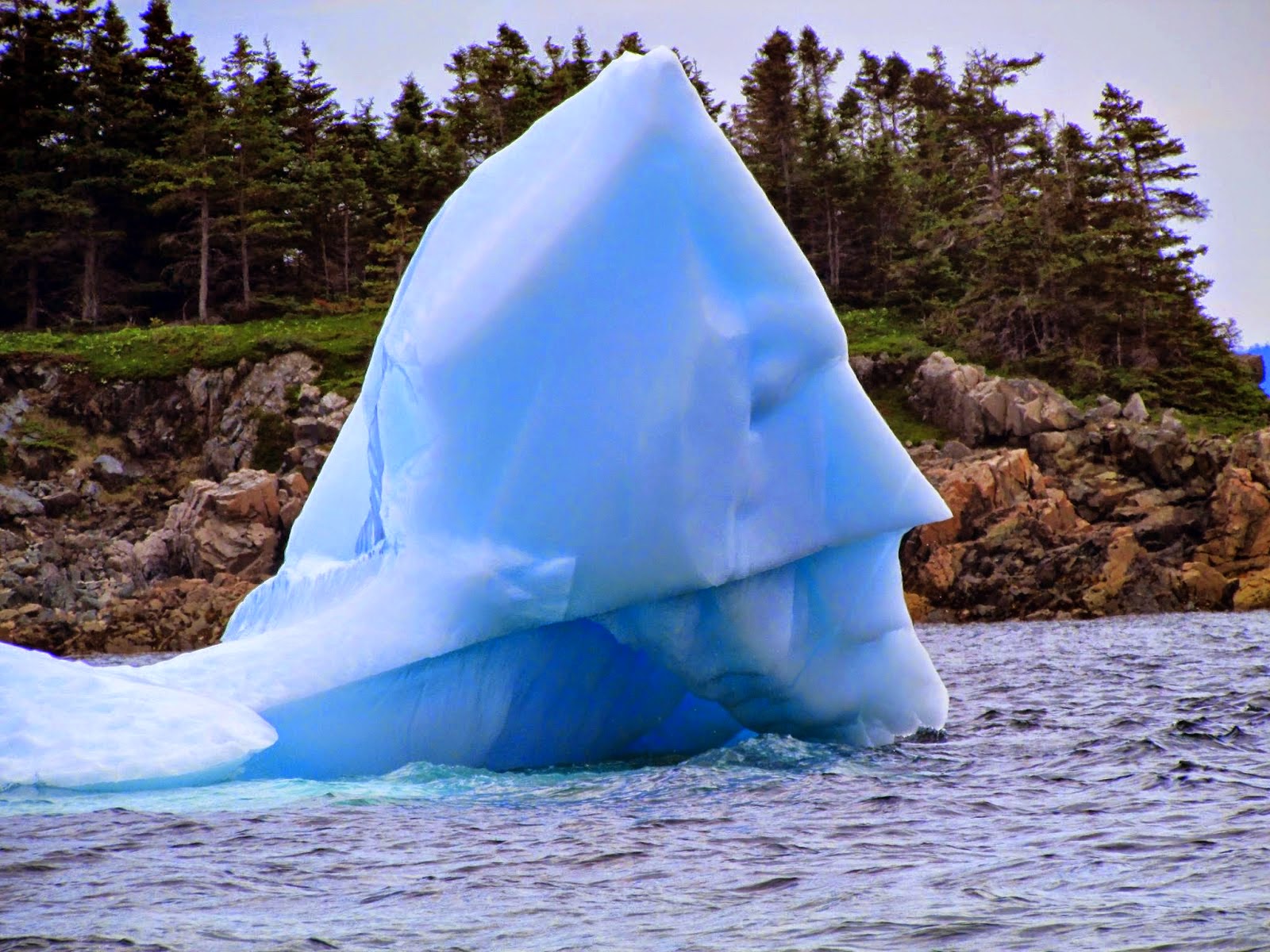 Ice on my baby. Ньюфаундленд Айсберг. Iceberg pattern.