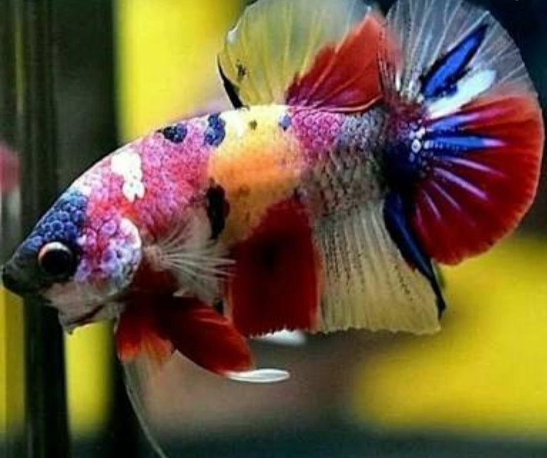 Kapolsek Medan Helvetia Tinjau Budidaya Ikan Cupang Hias Milik