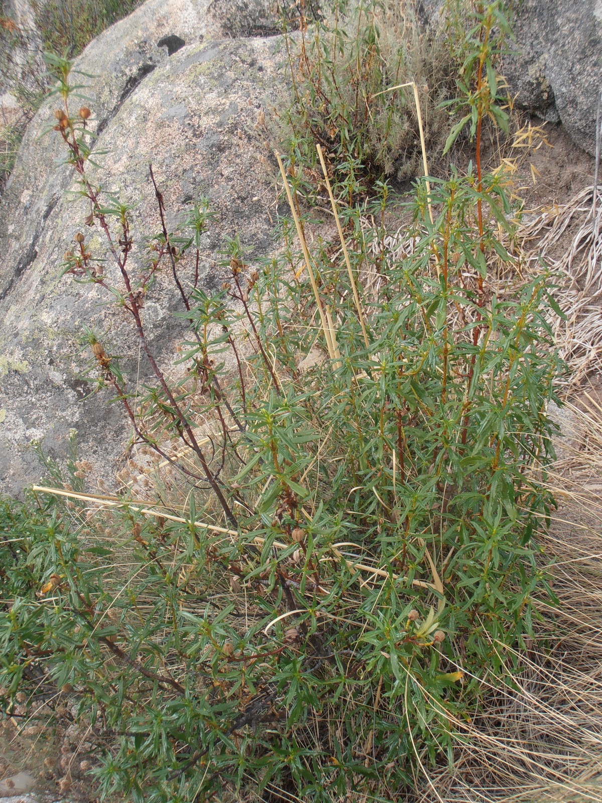 Entre plantas y bichos Cistus ladanifer (Jara pringosa)