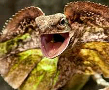 australian frilled neck lizard