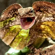 australian frilled neck lizard australian frilled neck lizard