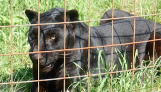 An image of black panther