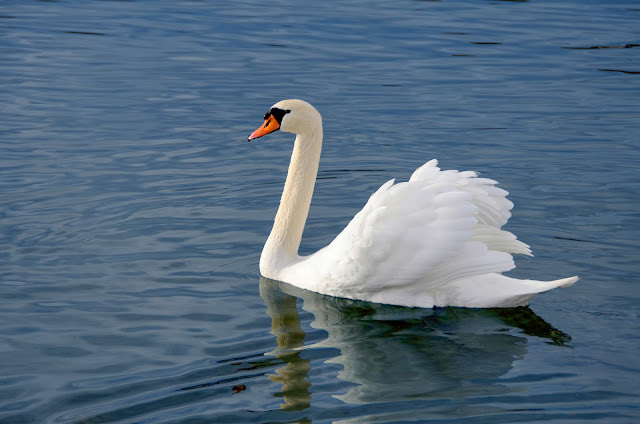 Swan in Ohrid Lake