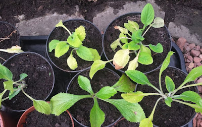 Foxglove seedlings
