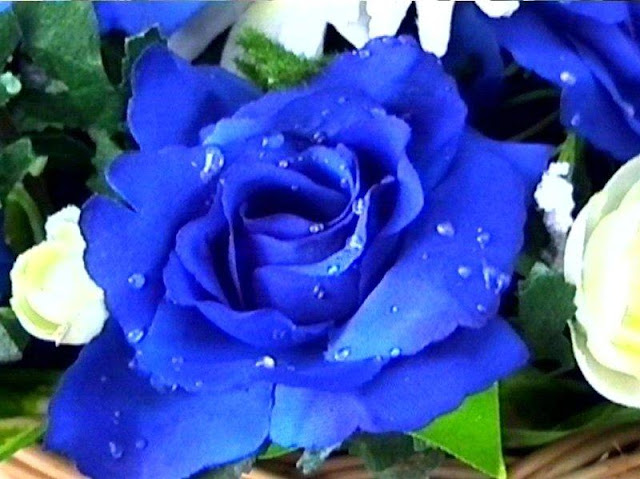 Blue+rose
