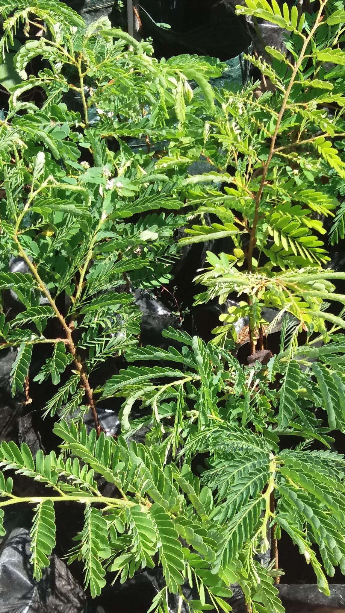 TROPICAL PLANTS FOR SALE