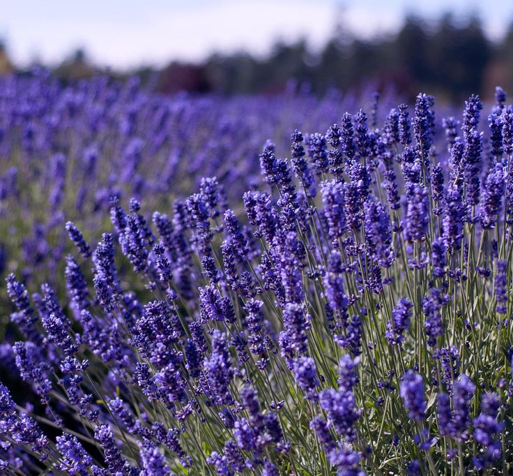  Gambar  Bunga  Lavender  Yang Sangat Indah Kumpulan Gambar 