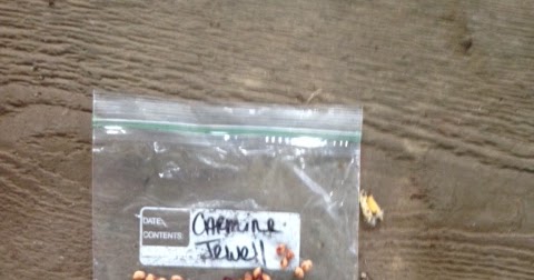 Wicked Raven Farm Blog: Wicked Cherries