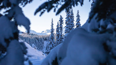 Winter, snow, spruce, trees, nature, landscape Winter, snow, spruce, trees, nature, landscape