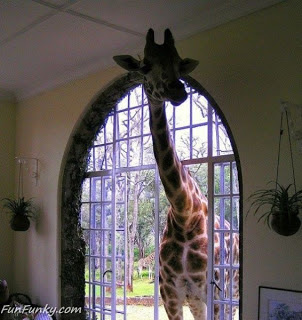 Girafa Dentro de Casa