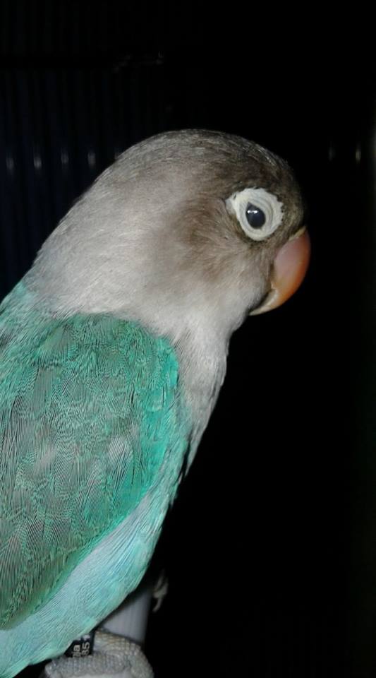 ciri fisik lovebird calon ngekek panjang bahan untuk lomba ciri fisik lovebird calon ngekek panjang bahan untuk lomba