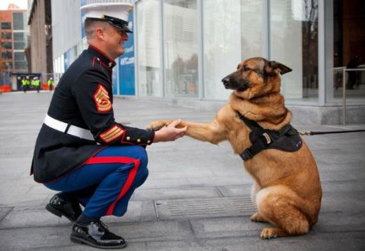Lucca, perro condecorado con medalla militar
