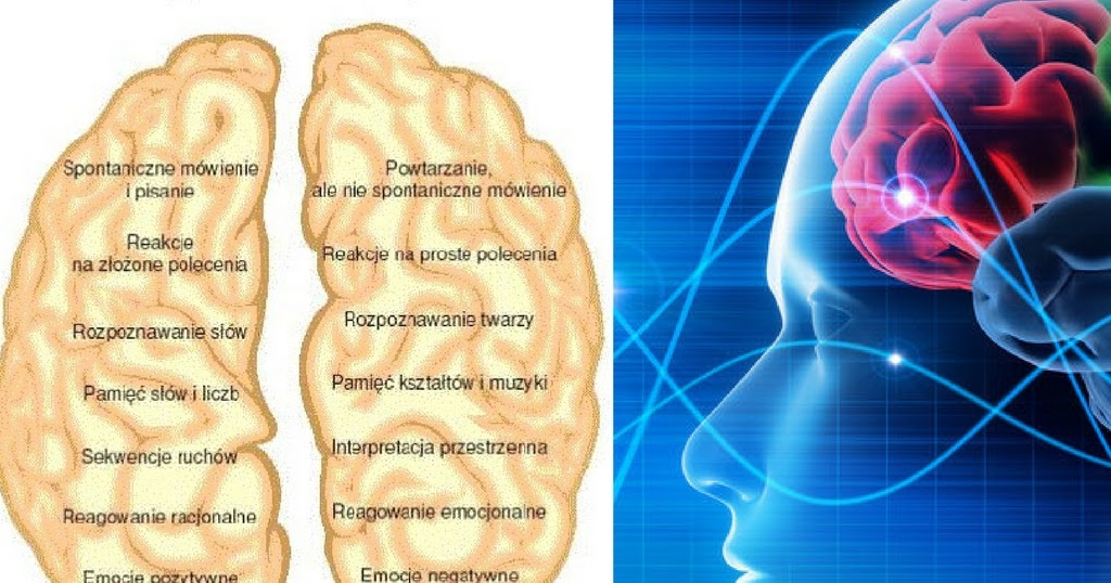 Lewa Półkula Mózgu Dominuje U Osób Które Dominacja lewej lub prawej półkuli mózgu to mit. Asymetria funkcji to