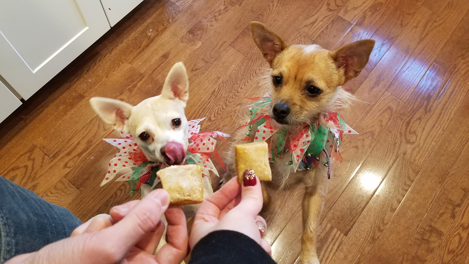 All About the Benjamins Coco & Chanel's Christmas (Dog) Cookies