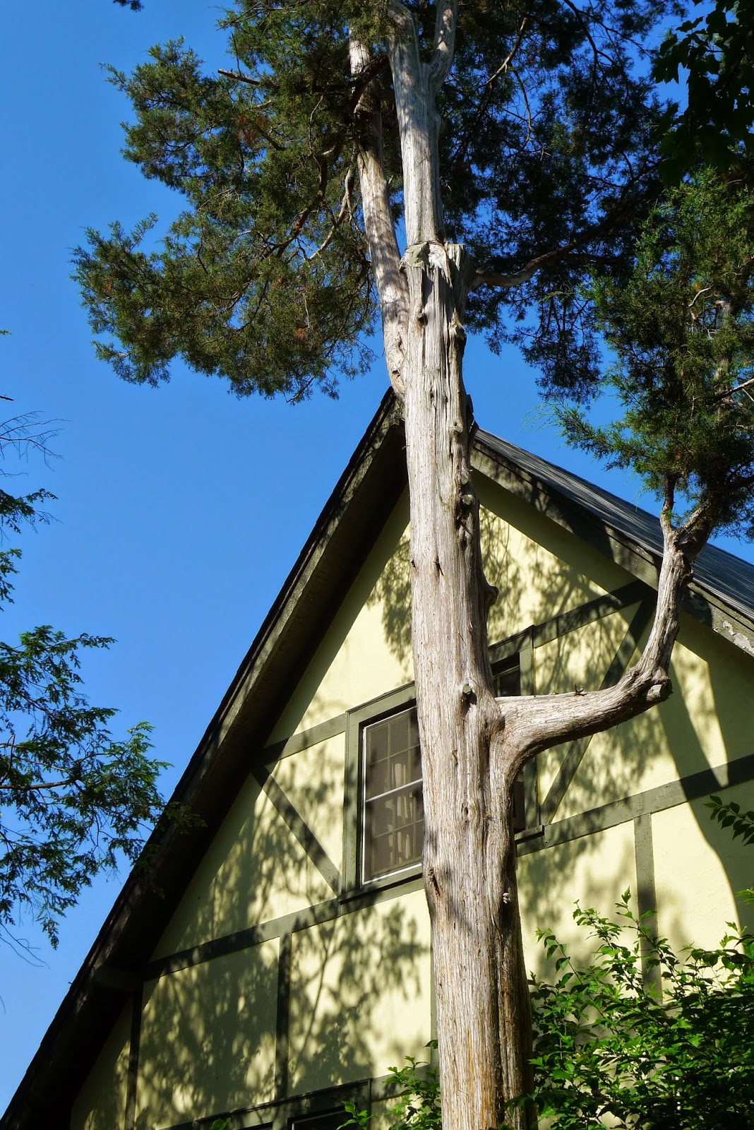 Secondat Cedar