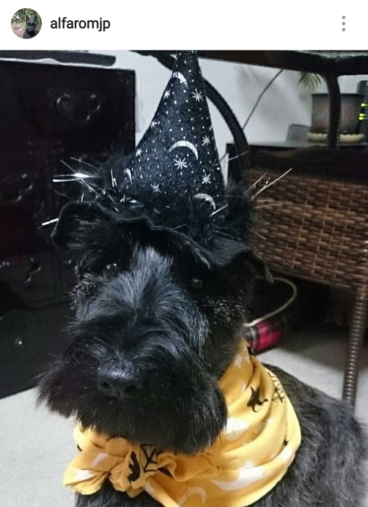 Scottie Mom 15 Scottish Terriers Rocking Costumes