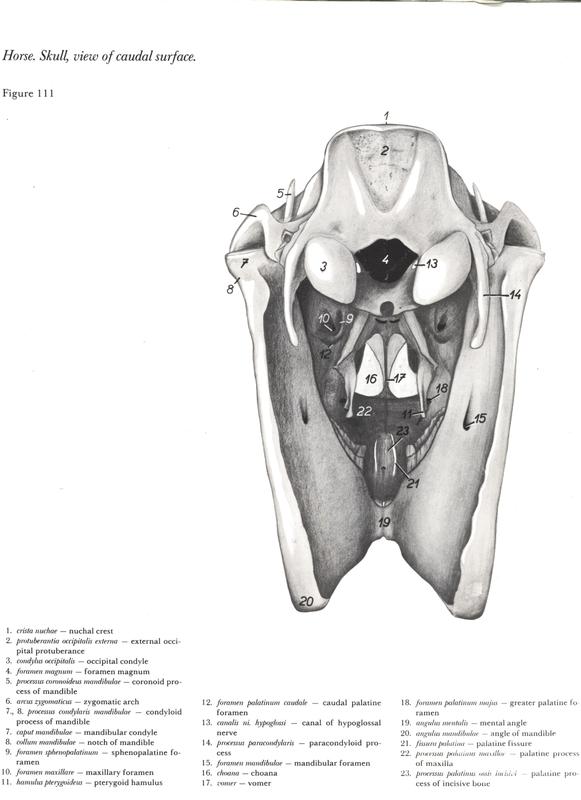 Equinos Cabeça Frontal - Esboço, Crânio e Contorno - Anatomia de Animais ( Cavalo) 