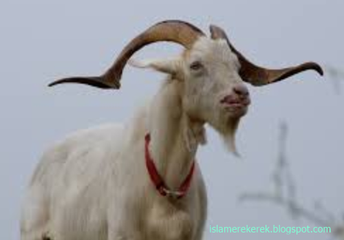 25 Tafsir Mimpi Lihat Kambing Menurut Islam Dan Erek Erek 2d 3d 4d Islam Erek Erek