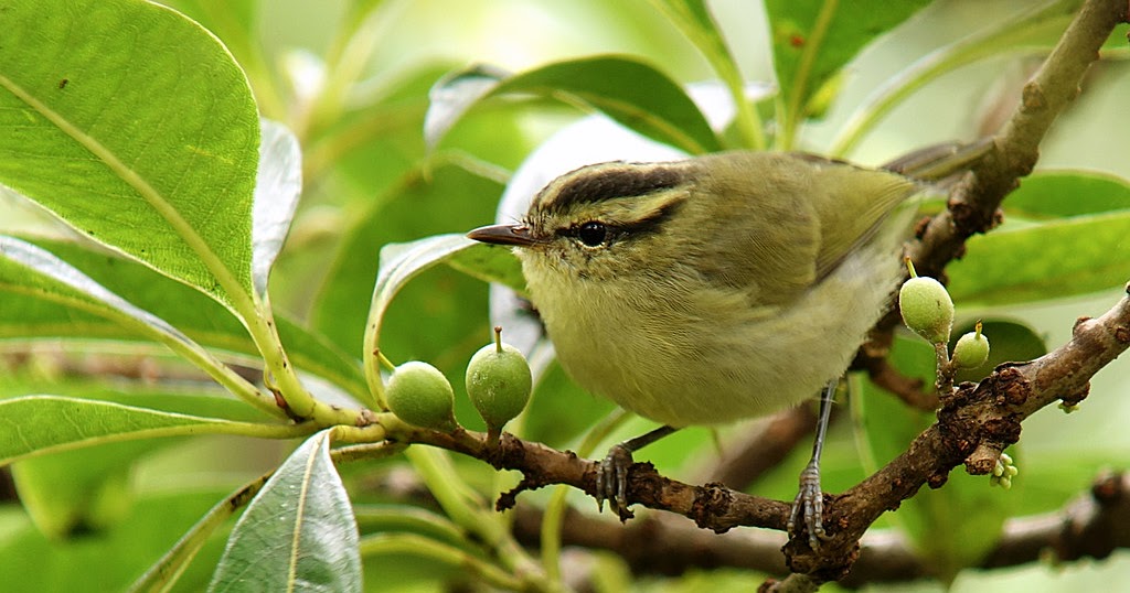 Mengenal Burung Blereng Masteran Gacor Yang Harganya Terjangkau