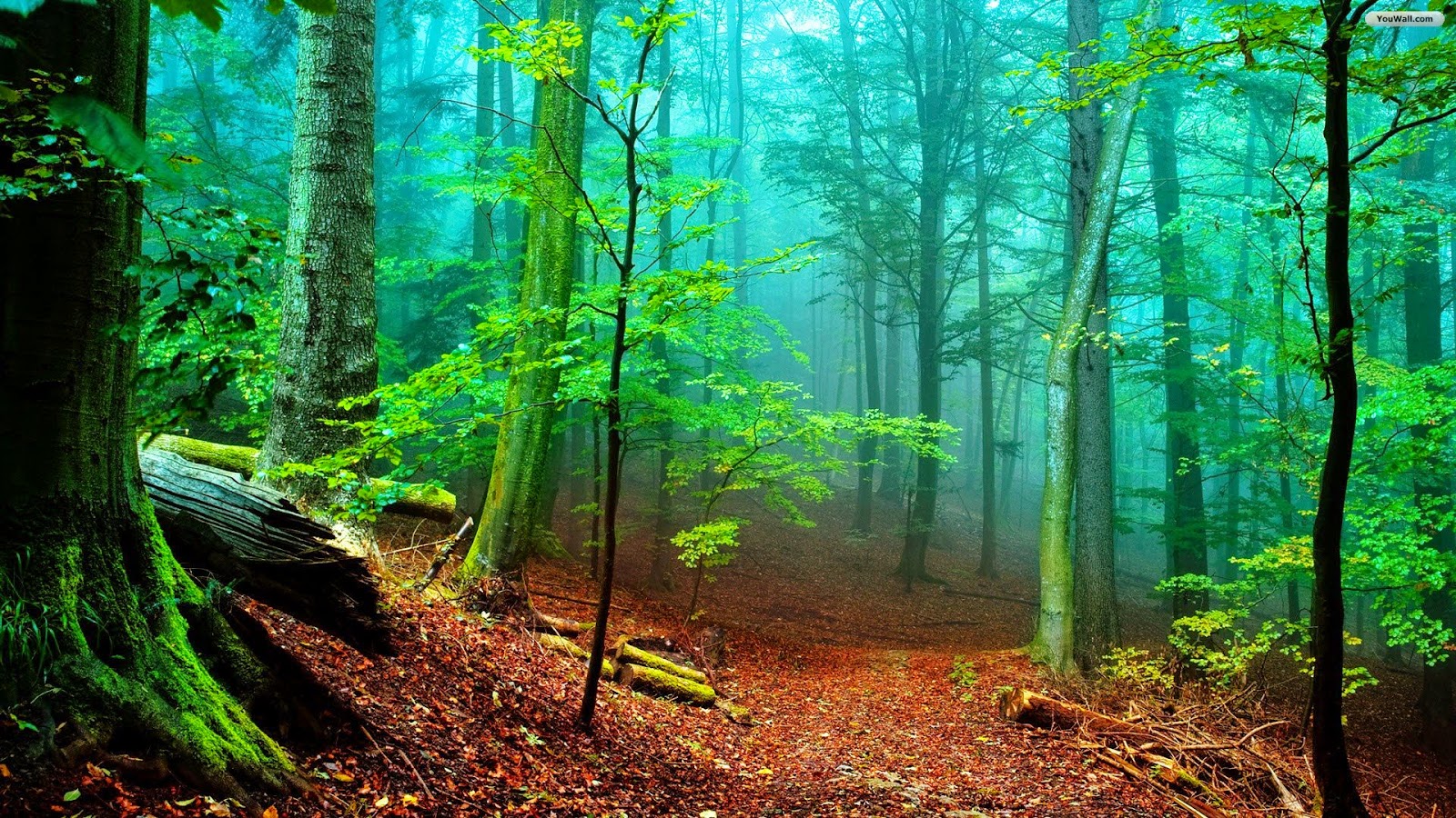 Gambar Wood Fog Nature Forest Background Images Hd Desktop Wallpaper