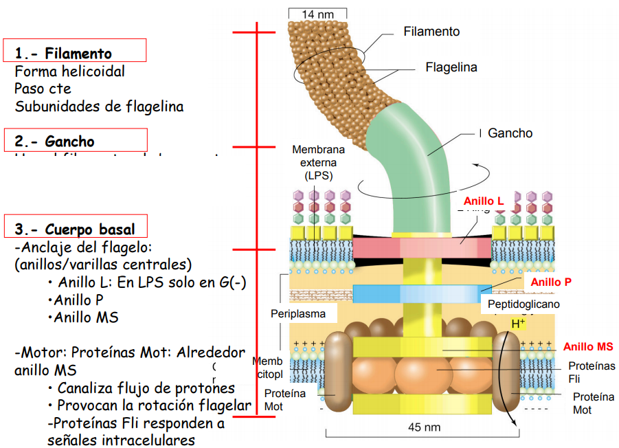 Ivernalia: 2º Bachillerato Biología UD 11 La célula procariota