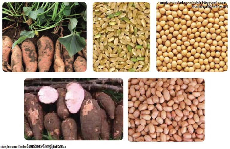BAB V Pengolahan Hasil Samping Serealia, KacangKacangan