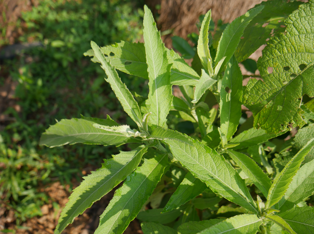 SAMBONG The Incredible Benefits And Uses