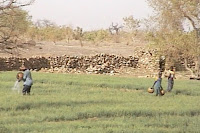 Mali-Dogons arrosage