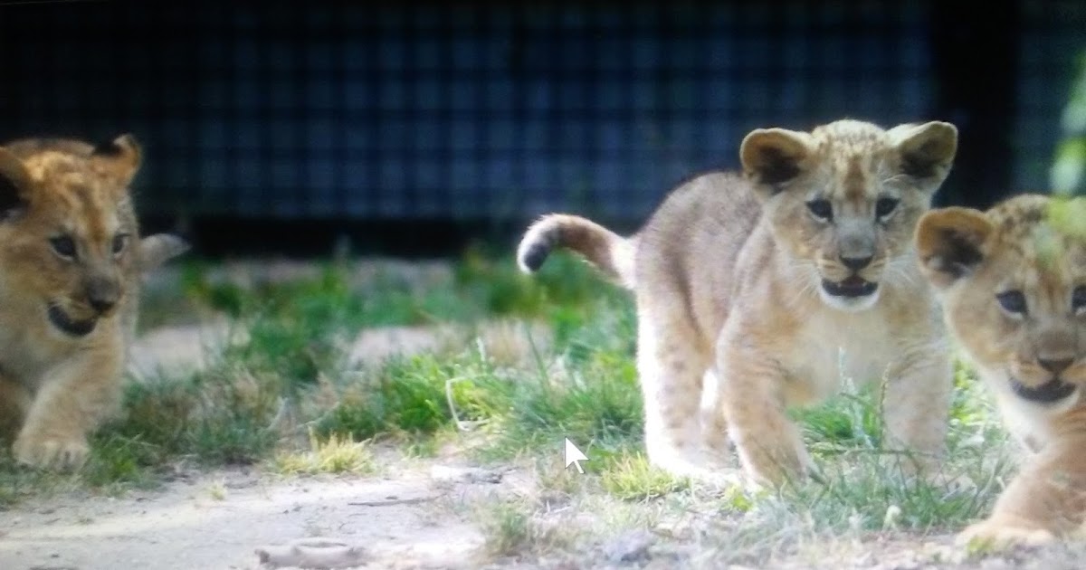 The Last Tradition: 8 lion cubs killed in suspected poison attack: report