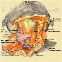 A glândula tireóide se localiza logo abaixo da laringe e anteriormente à traquéia, tendo a forma parecida com um H