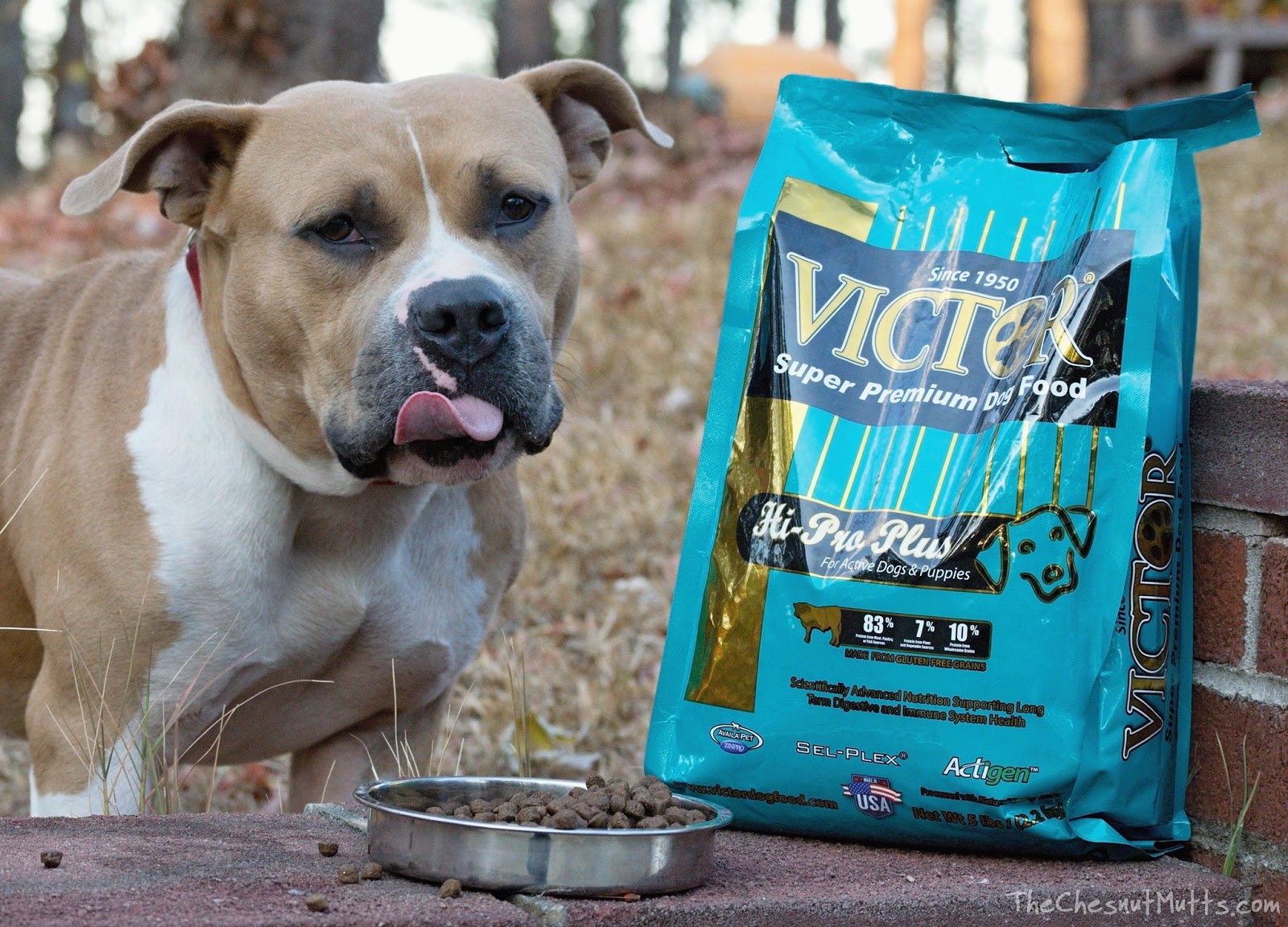 Mini Review: Victor Hi-Pro Plus Dog Food | The Chesnut Mutts