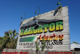 Alligator Adventure Wild Life of the WetLands